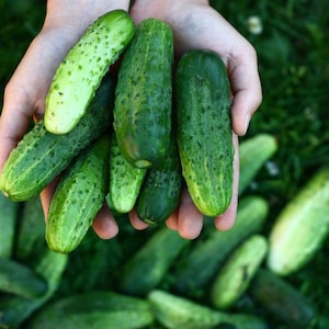 Picklebush Gurka Frön för Grönsaksträdgård 15 Frön