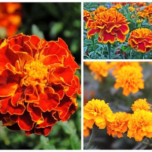 Marigold Seeds 125+ French Marigold Sparky Mix Seeds - Brighten Your Garden with Golden Blooms Bulk Orders Accepted!