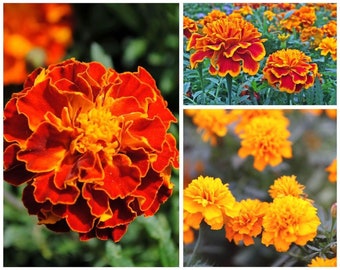 Marigold French Sparky Mix Marigold Seeds 125+ seeds