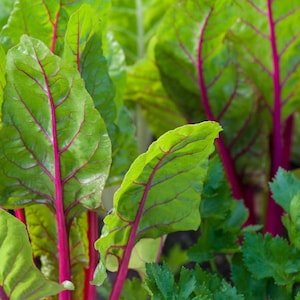 Puede incluir: Primer plano de hojas de acelga verde brillante y roja con tallos rojos prominentes. Las hojas tienen una apariencia texturizada y veteada.