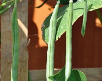 Garden Bean Bush Blue Lake Seeds for Vegetable Garden 50+ Seeds