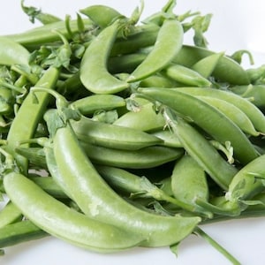 Super Snappy Snap Pea Seeds for Vegetable Garden Sugar Snap Super Snappy Pea