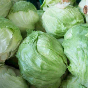 Iceberg Lettuce Seeds 75+ seeds Iceberg A Lettuce for Vegetable Garden