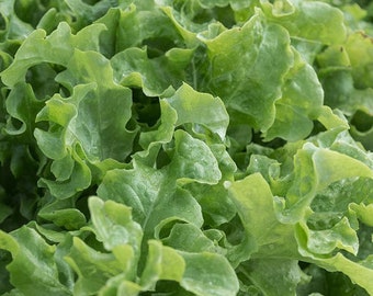Saladier graines de laitue Potager 75+ graines