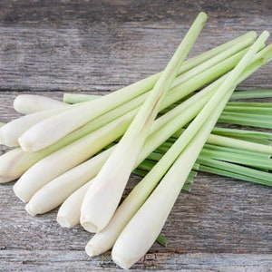 Bunching Onion Evergreen Long White Seeds for Vegetable Garden