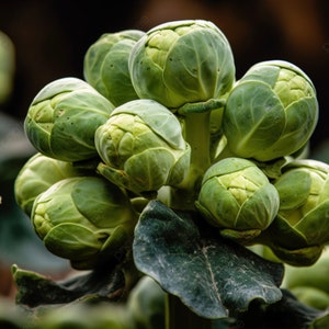Brussels Sprouts Seeds Brussel Sprouts Catskill Seeds for Vegetable Garden 50+ Seeds