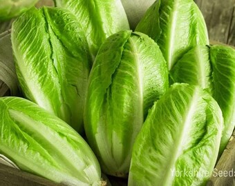 White Paris Lettuce Seeds Romaine Lettuce for Vegetable Garden 75+ Seeds