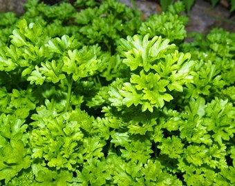 ORGANIC PARSLEY Italian Parsley Seeds for Herb Garden 100+ Seeds