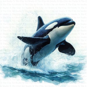 Orca Clipart | 10 hochwertige JPGs | Sofortiger digitaler Download | Scrapbooking | Mischtechnik | Kinderzimmer Kunst | Kartenherstellung, digitales Papiermodell