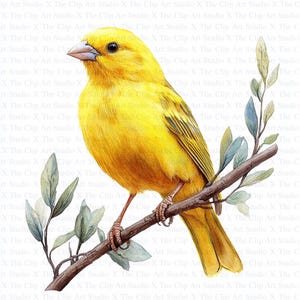 Canary Bird Clipart | 10 High Quality JPGs | Digital Download | Digital Paper Craft | Mixed Media | Nursery Art | Card Making | Bird Clipart