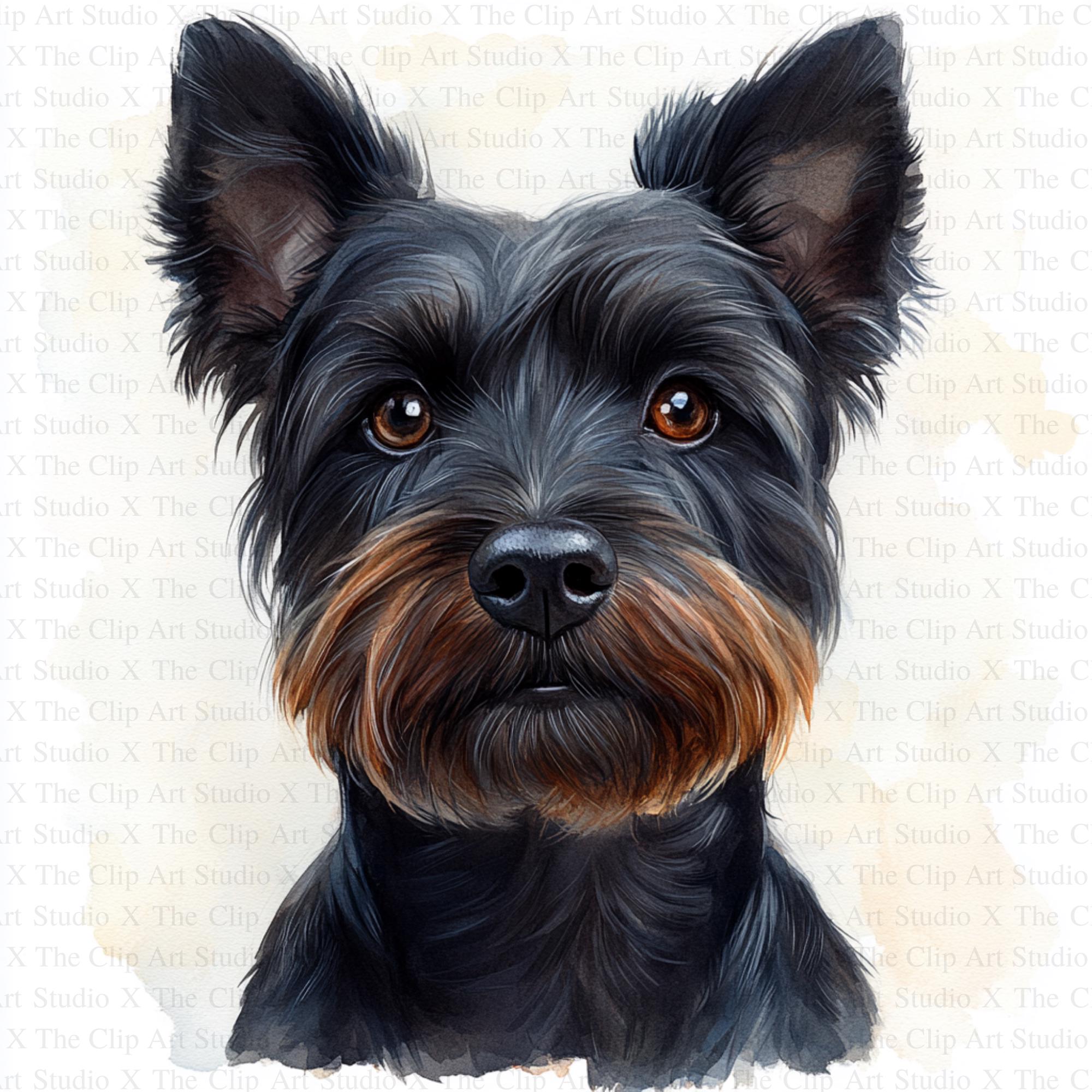 Caroline's Treasures Tappetino Assorbente Per Piatti Scottish Terrier - 35,6x53,3 Cm - Multicolore - Stampa USA