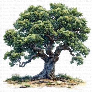 May include: A watercolor painting of a large, gnarled oak tree with a thick trunk and branches. The tree is set against a white background and has a lush green canopy.