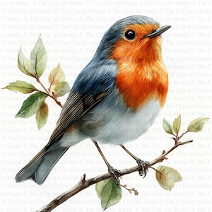Spring Robin Clipart | 10 JPGs de alta qualidade | Download digital | Criação de cartões | Robin Clipart | Artesanato em papel digital | Clip Art | Arte de berçário