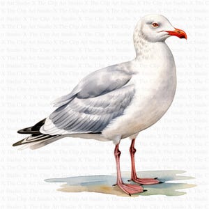 Seagull Clipart | 10 High Quality JPGs | Digital Download | Junk Journals | Gull Clipart | Printable Watercolor Clipart | Art | Paper Craft