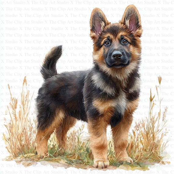 German Shepherd High Quality Chest German Shepherds With