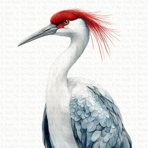 Japanese Crane Clipart | 10 High Quality JPGs | Digital Download | Clipart | Card Making | Crane Clipart | Digital Paper Craft | Nursery Art