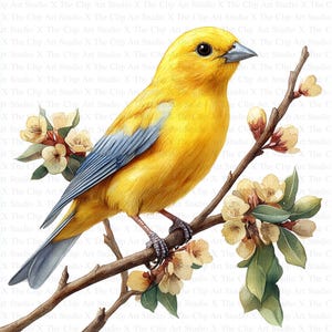 Canary Bird Clipart | 10 High Quality JPGs | Digital Download | Card Making | Bird Clipart | Digital Paper Craft | Mixed Media | Nursery Art