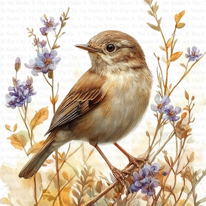 Clipart akwarelowy Wren | 10 wysokiej jakości JPG | Pobieranie cyfrowe | Tworzenie kartek | Uroczy clipart ptaka | Cyfrowe rzemiosło papierowe | Scrapbooking