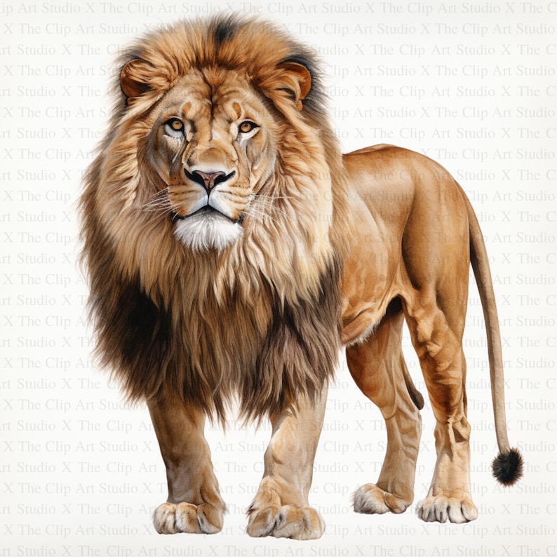 May include: A detailed illustration of a lion with a thick mane. The lion is standing with its front paws slightly forward and its tail curled behind it. The lion's fur is a mix of brown, tan, and black.