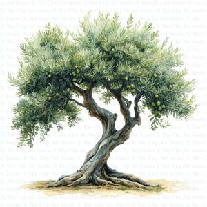 Clipart de Oliveiras | 10 JPGs de Alta Qualidade | Download Digital | Criação de Cartões | Diário | Artesanato em Papel Digital | Técnica Mista | Arte Botânica