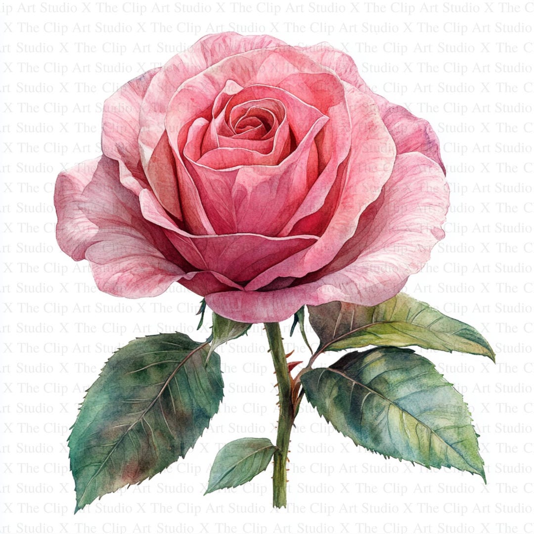Pink Roses Clipart | 10 High Quality Jpgs | Digital Download ...