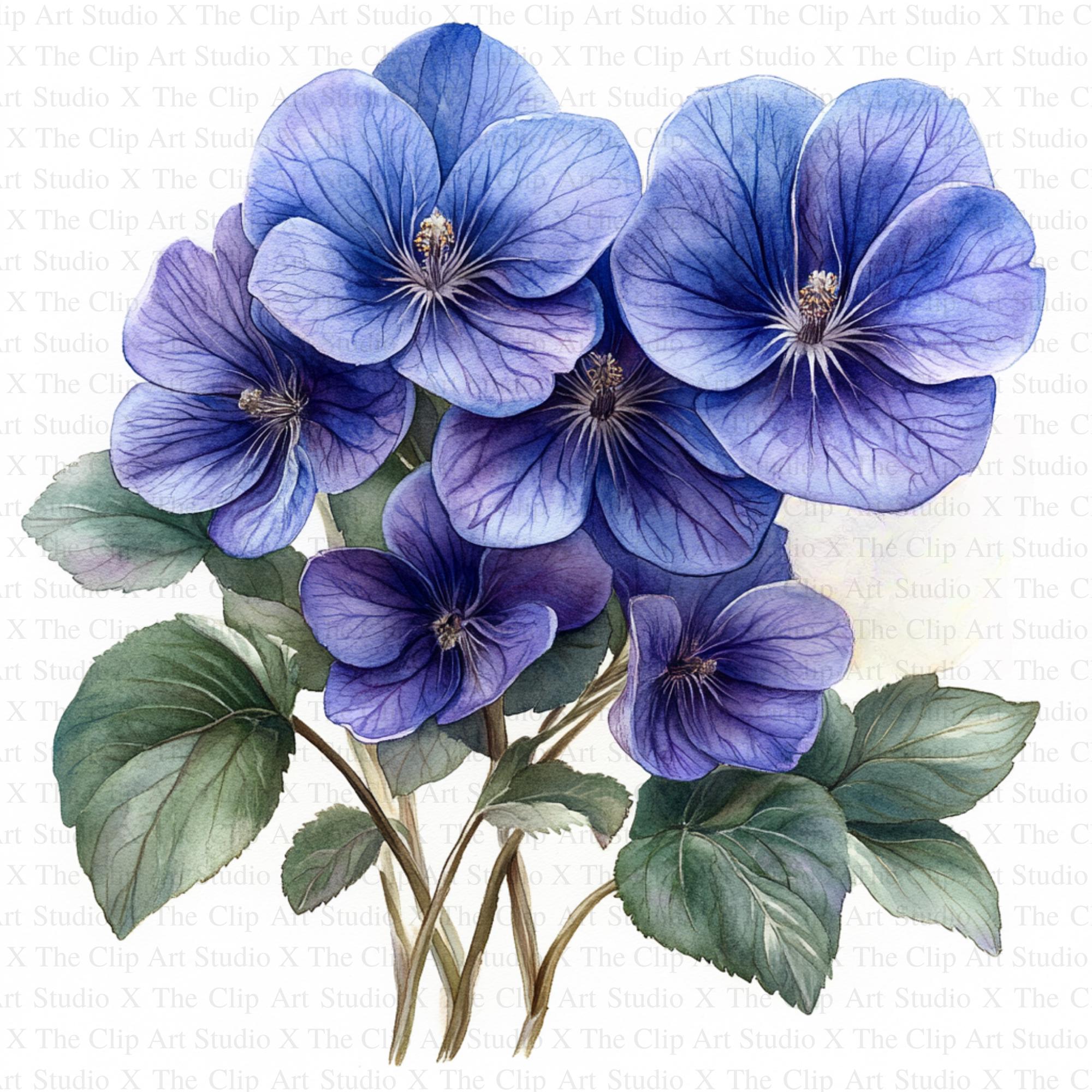 Violets Clipart | 10 High Quality Jpgs | Digital Download | Digital ...
