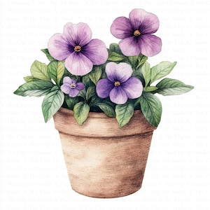 May include: A terracotta pot filled with purple and white flowers. The flowers are in bloom and have green leaves. The pot is sitting on a white background.