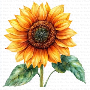 Clipart tournesol | 10 fichiers JPG de haute qualité | Téléchargement numérique | Art botanique | Fabrication de cartes | Journalisation | Créations numériques en papier | Scrapbooking