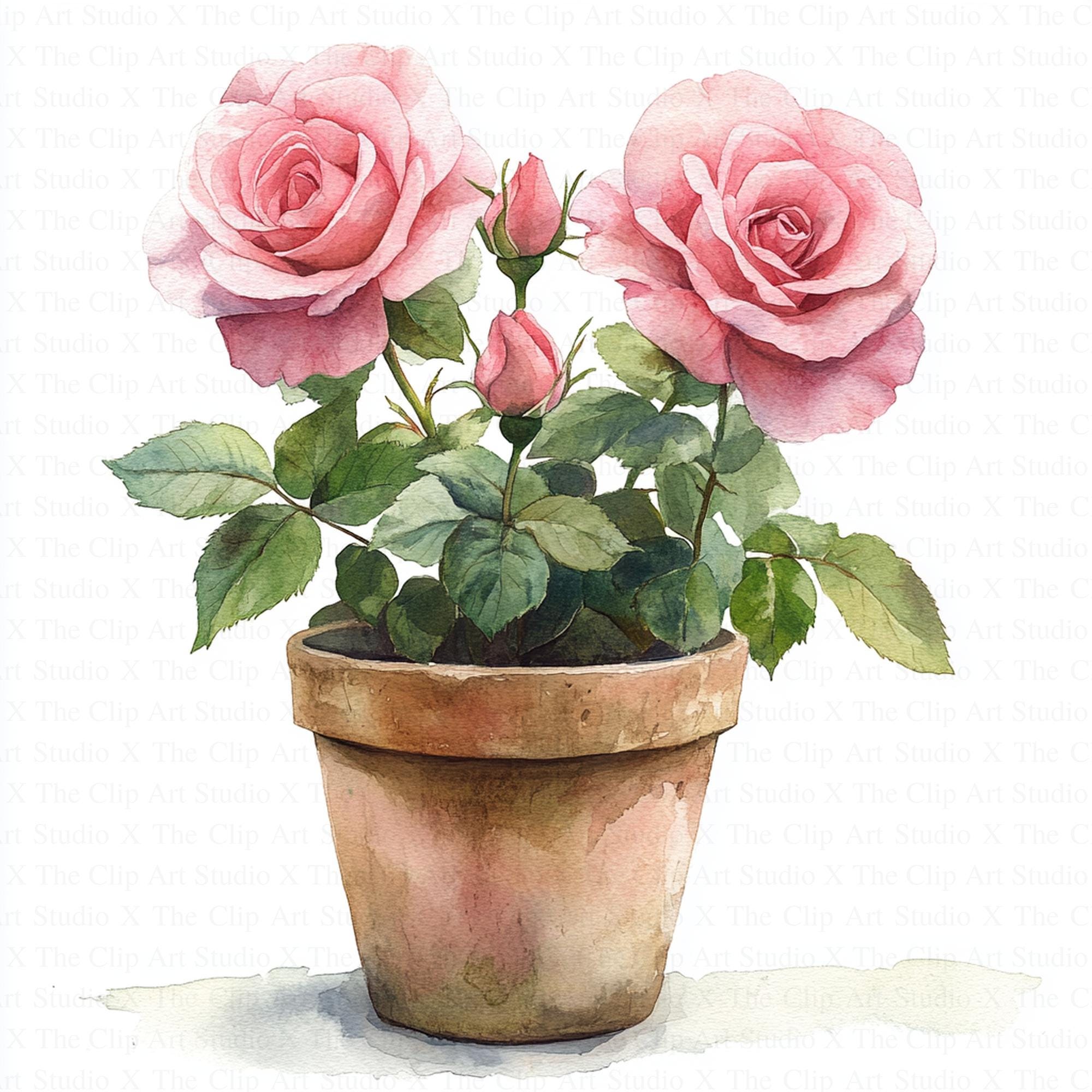 Pink Roses in Pot Clipart | 10 High Quality Jpgs | Digital Download ...