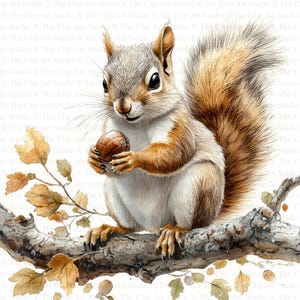 Clipart écureuil | 10 fichiers JPG de haute qualité | Téléchargement numérique | Créations numériques en papier | Scrapbooking | Technique mixte | Fabrication de cartes | Clipart animaux