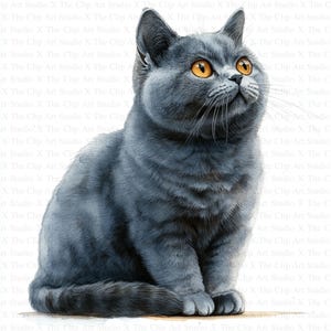 British Shorthair Cats Clipart | 10 High Quality JPGs | Digital Download | Card Making | Cute Cat Clipart | Digital Paper Craft | Clip Art