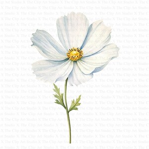 Vários clipart de flores | 10 JPGs de alta qualidade | Download digital | Clipart de aquarela para impressão | Artesanato em papel, diários de lixo, impressão de flores