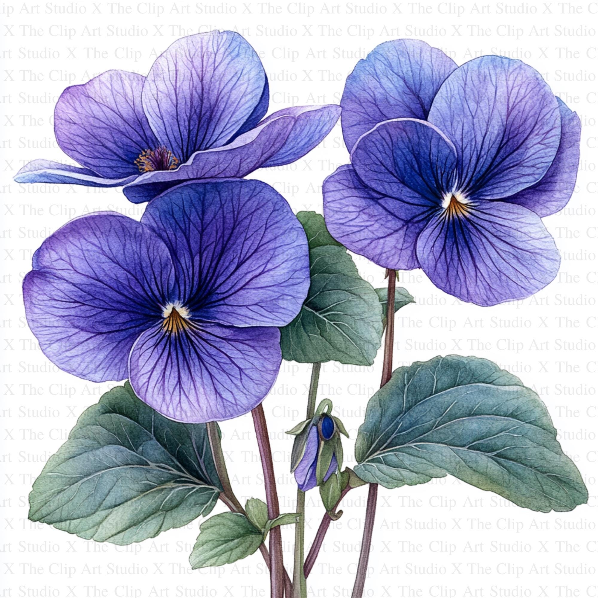 Violets Clipart | 10 High Quality Jpgs | Digital Download | Digital ...