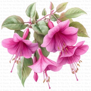 Clipart fucsia / 10 JPG di alta qualità / Download digitale / Arte botanica / Creazione di cartoline / Journaling / Mestiere di carta digitale / Scrapbooking