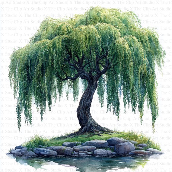 Willow Trees Clipart | 10 High Quality Jpgs | Digital Download