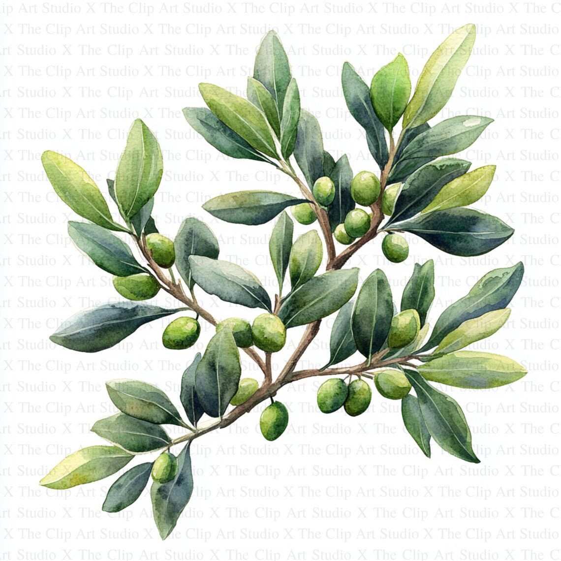 olive-branches-clipart-10-high-quality-jpgs-digital-download