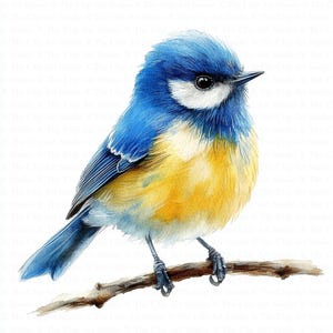 Imágenes prediseñadas de pájaro herrerillo común / 10 archivos JPG de alta calidad / Descarga digital / Herrerillo común euroasiático / Imágenes prediseñadas de acuarela imprimibles / Manualidades de papel / Revistas
