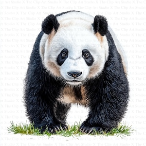 Clipart panda / 10 JPG di alta qualità / Download digitale / Grafica stampabile / Artigianato di carta digitale / Creazione di biglietti / Stampa panda / Tecnica mista