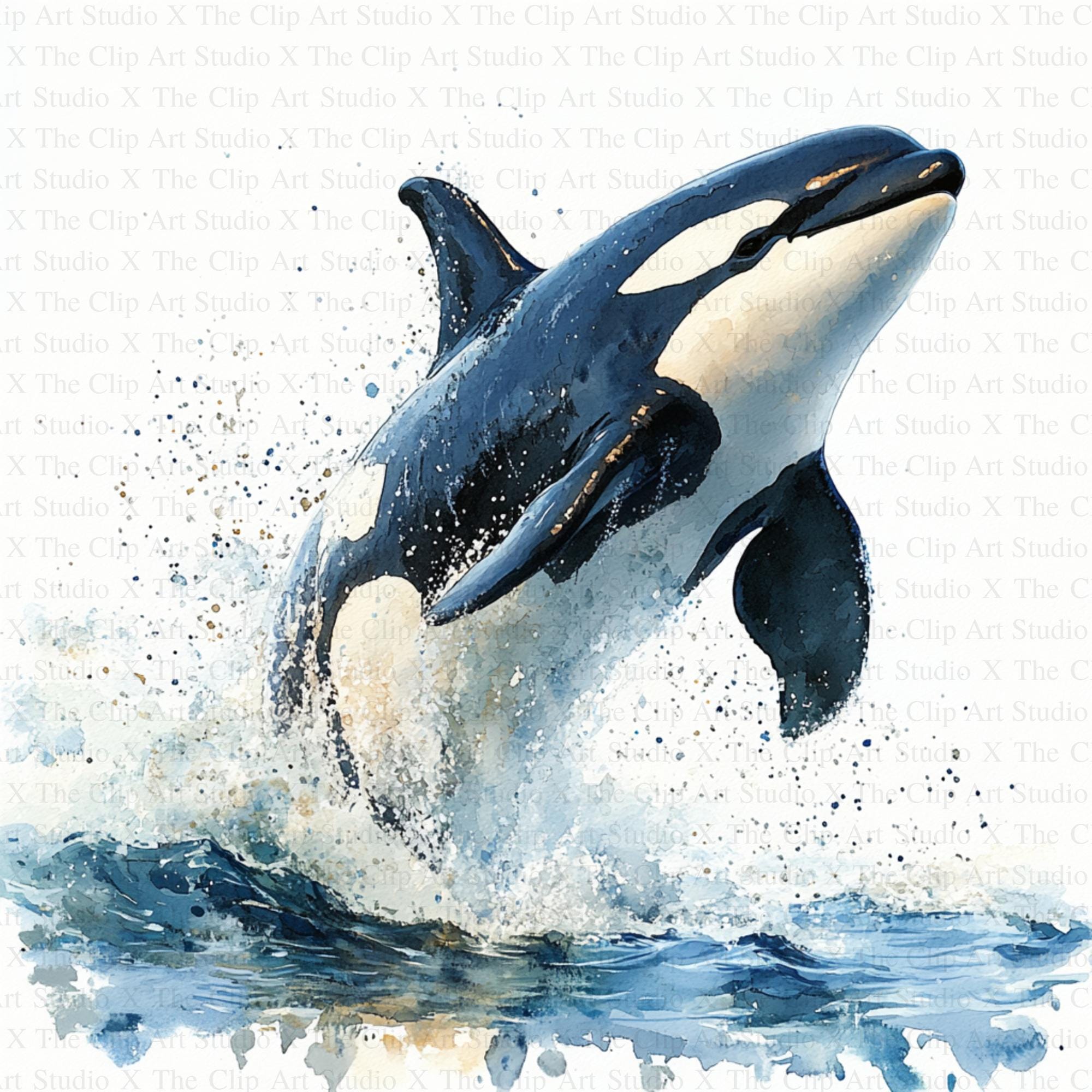 Orca Clipart | 10 High Quality Jpgs | Instant Digital Download | Card  Making | Digital Paper Craft | Scrapbooking | Mixed Media, Nursery Art -  Etsy, image size:2000x2000