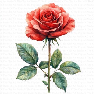 Aquarel rode roos clipart | 10 JPG's van hoge kwaliteit | Digitale download | Kaarten maken | Botanische clipart | Digitaal papiermodel, botanische kunst