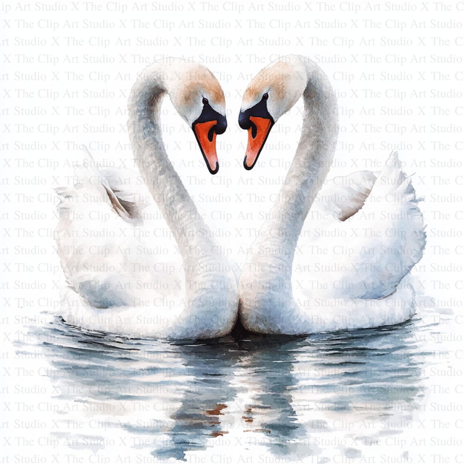 Swan Couple Clipart | 10 High Quality Jpgs | Digital Download ...