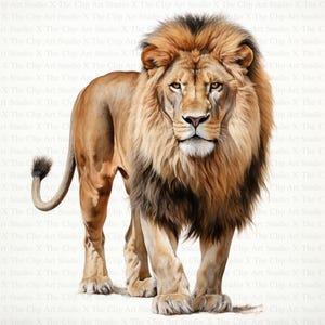 May include: A close-up of a lion with a thick mane of brown and black fur. The lion is looking directly at the camera with a serious expression. The background is white.