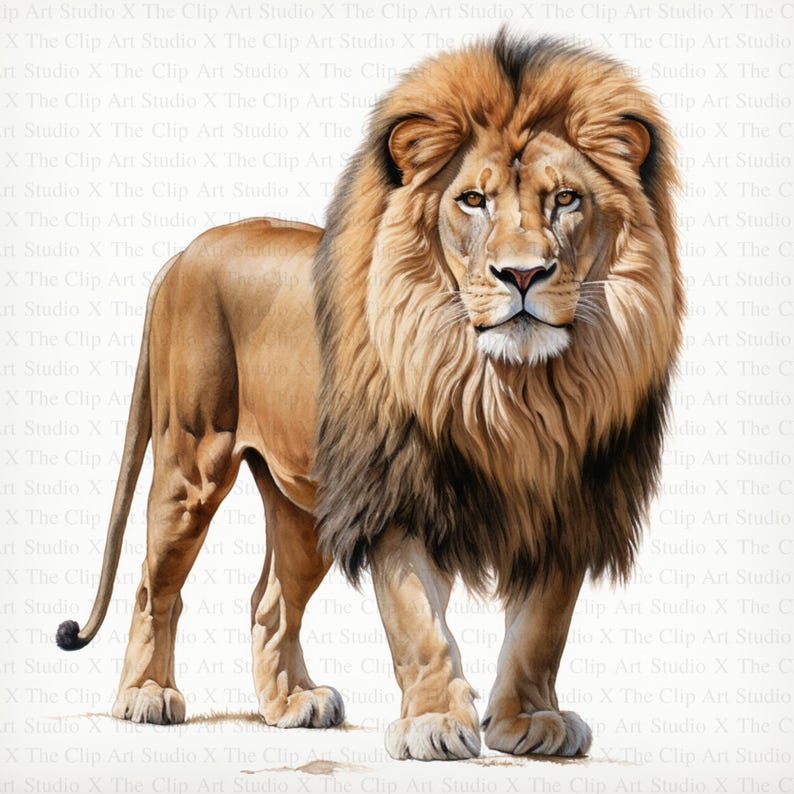 May include: A close-up of a large, male lion with a thick, dark mane. The lion is standing on a white background and looking directly at the viewer.