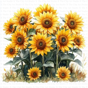 Clipart tournesol | 10 fichiers JPG de haute qualité | Téléchargement numérique | Fabrication de cartes | Journalisation | Créations numériques en papier | Scrapbooking | Art botanique
