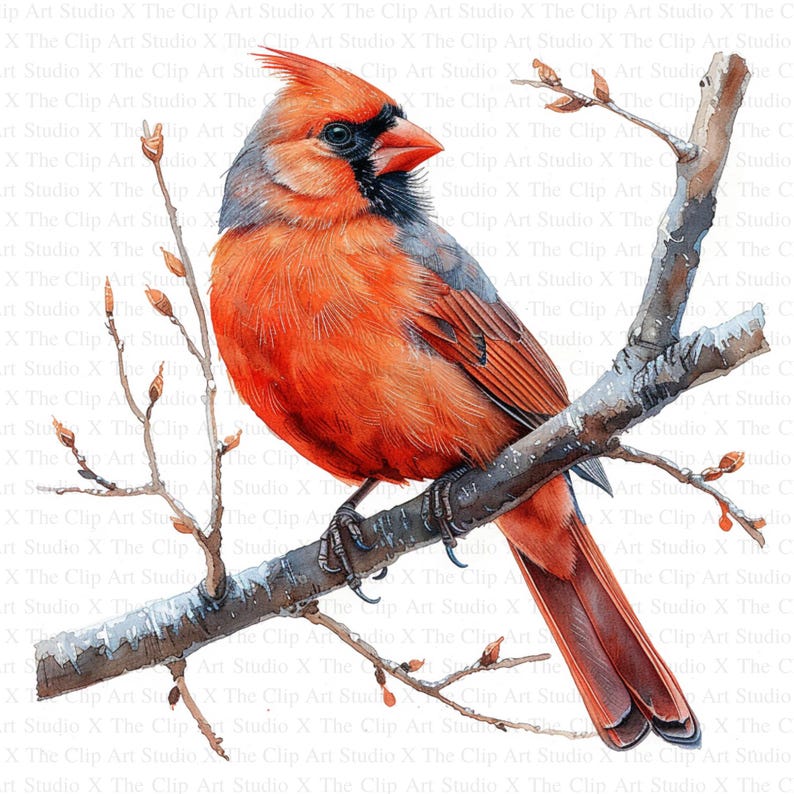 Winter Red Cardinals Clipart | 10 High Quality Jpgs | Digital Download ...