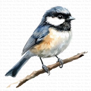 Clipart mésange | 10 fichiers JPG de haute qualité | Téléchargement numérique | Fabrication de cartes | Clipart oiseau mignon | Créations numériques en papier | Clipart | Art pour chambre d'enfant