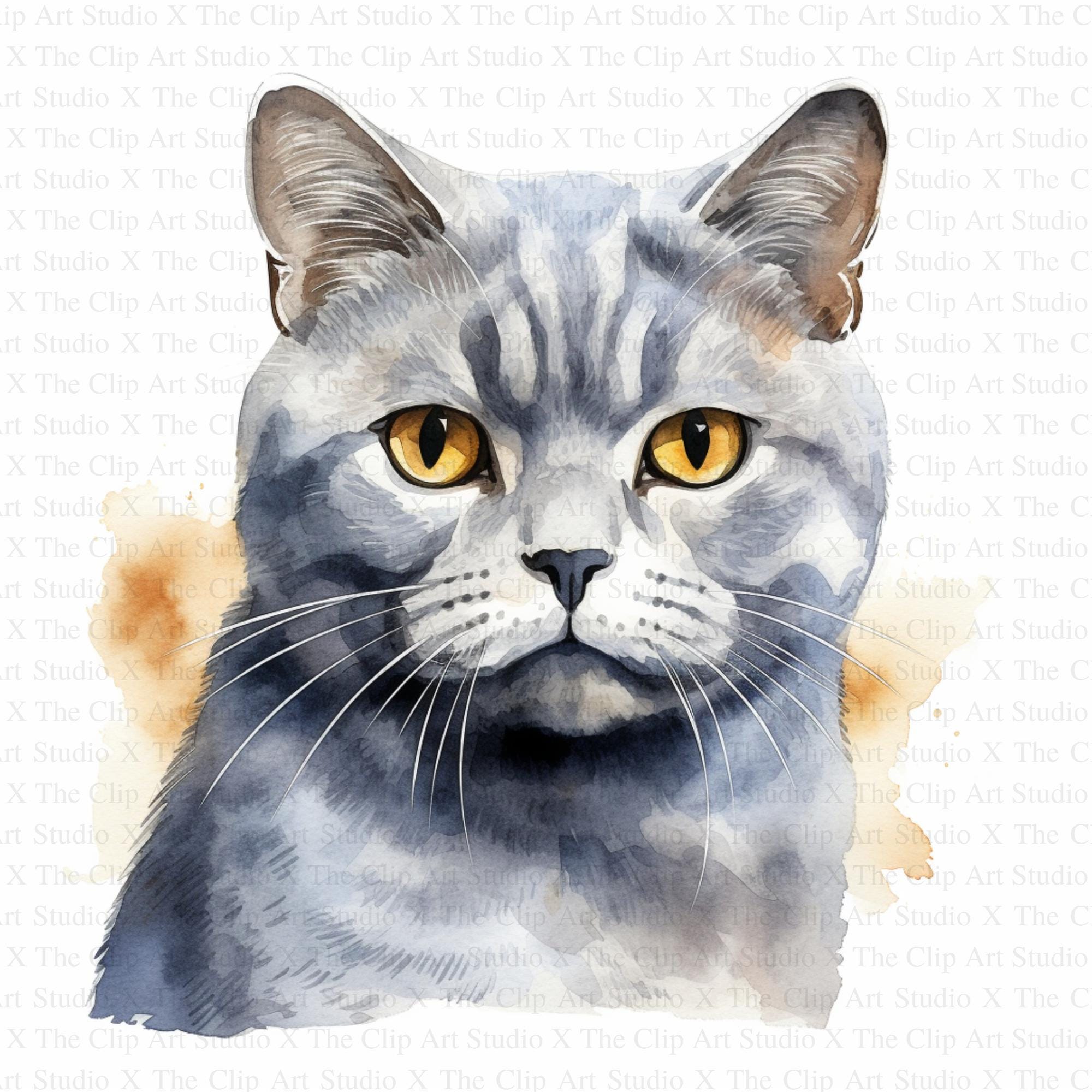 Chats et chatons à donner, image size:2000x2000