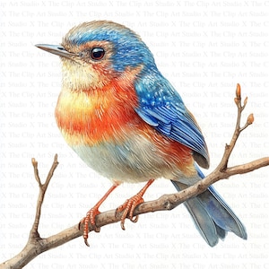 Clipart akwarelowy Wren | 10 wysokiej jakości JPG | Pobieranie cyfrowe | Cyfrowe rzemiosło papierowe | Scrapbooking | Tworzenie kartek | Uroczy ptak Clipart