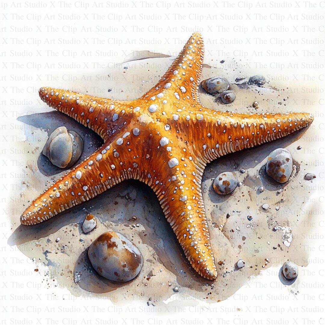 Starfish Clipart | 10 High Quality Jpgs | Digital Download | Card