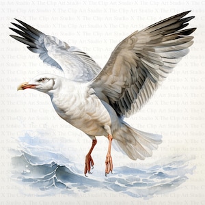 Seagull Clipart | 10 High Quality JPGs | Digital Download | Paper Craft | Junk Journals | Gull Clipart | Printable Watercolor Clipart | Art